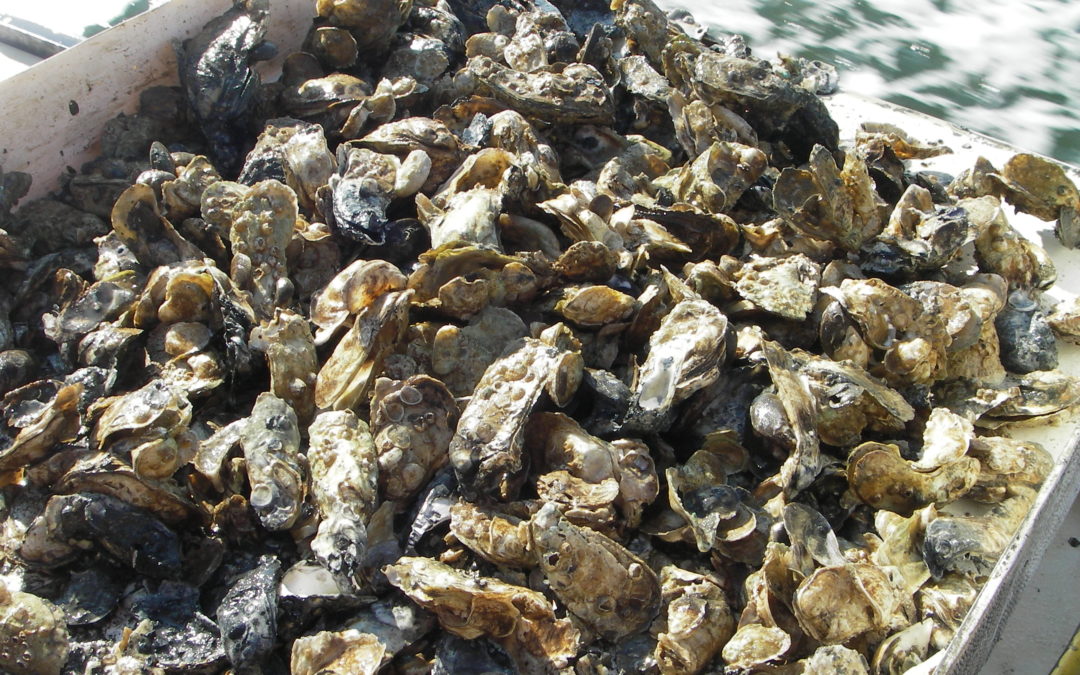 The Importance of Oysters