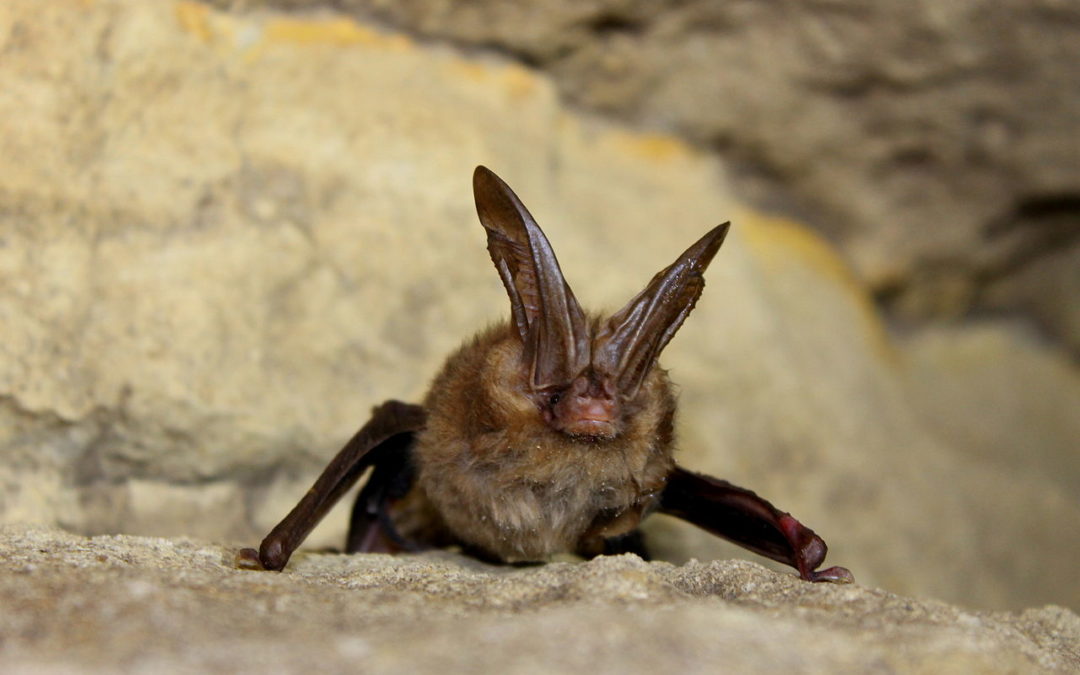 The Virginia Big-Eared Bat