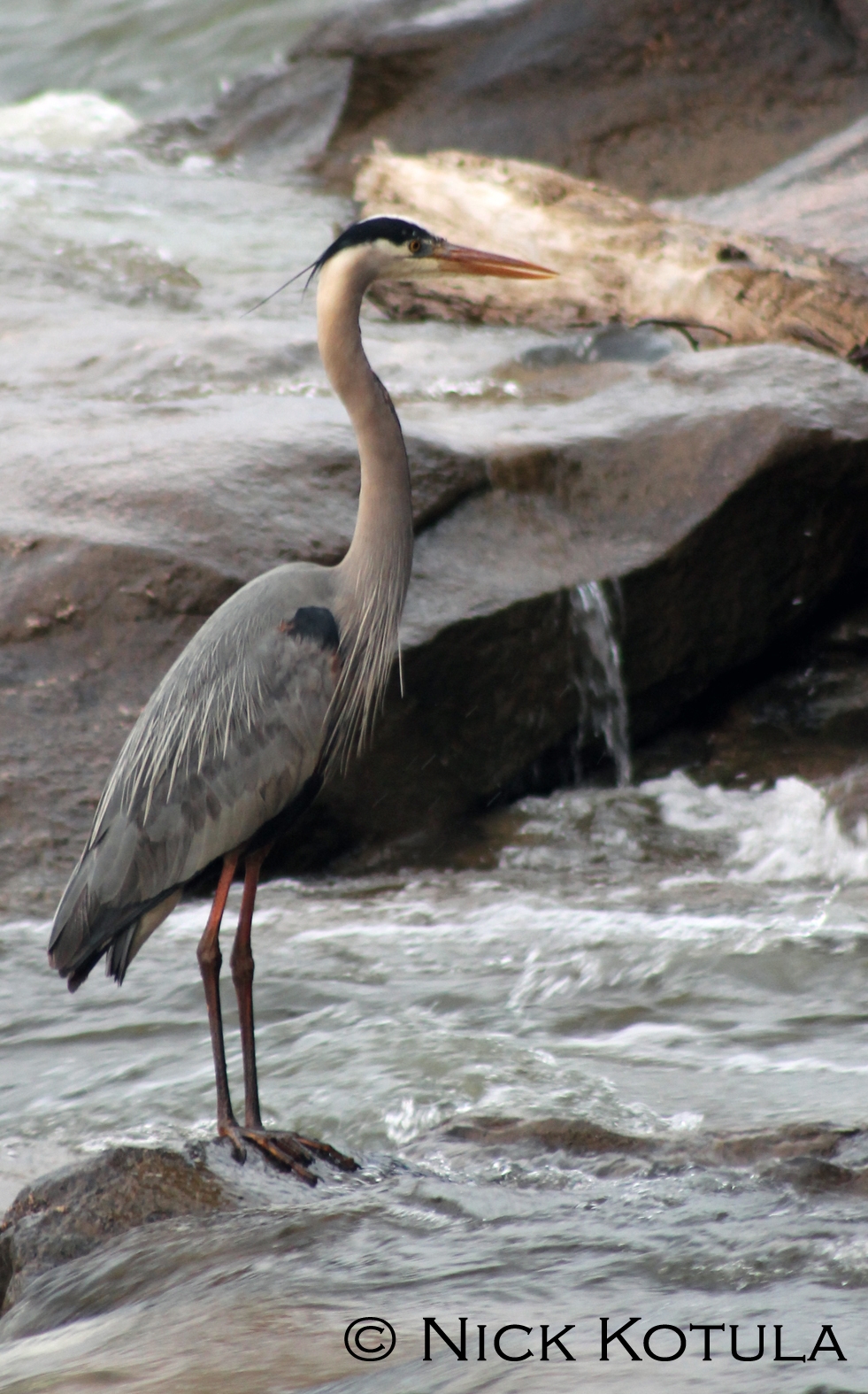 Great Blue Heron | James River Association