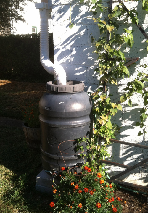 RHH-rainbarrel rain barrel