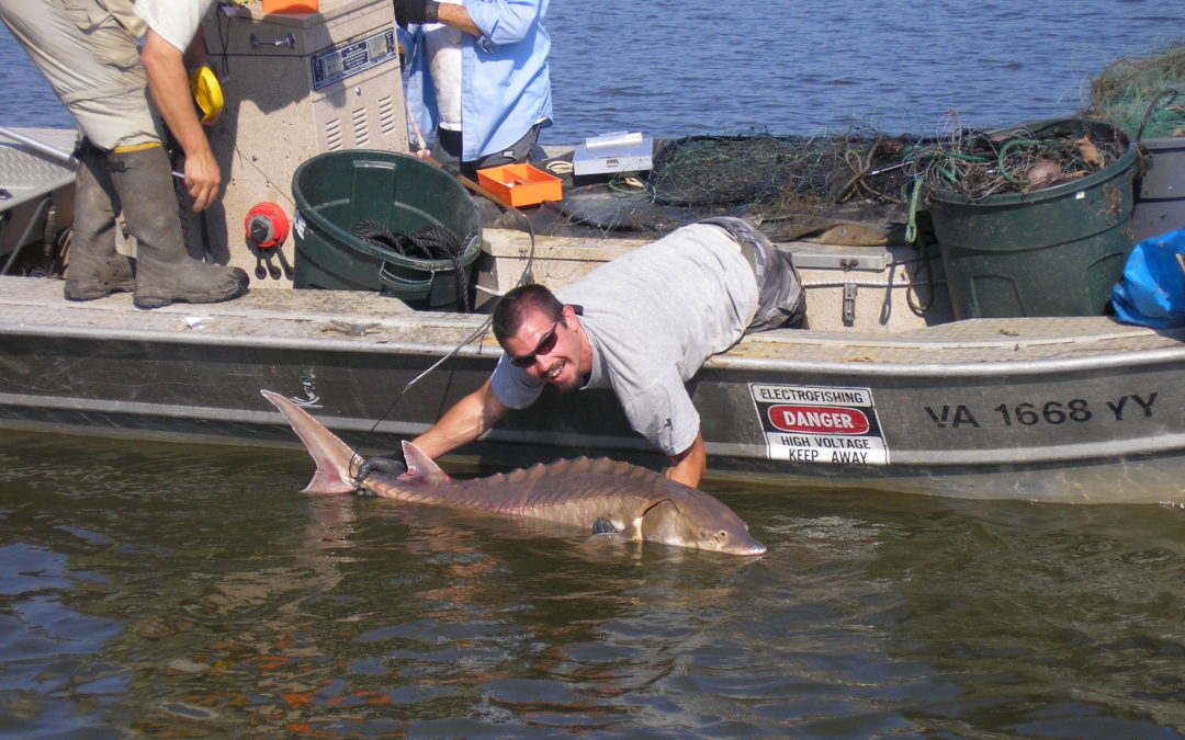 A Guide to Spotting a Breaching Atlantic Sturgeon