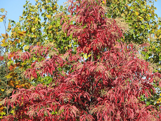 Red leaves on Sourwood in the Fall