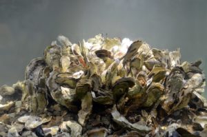 oyster-reef-right-side