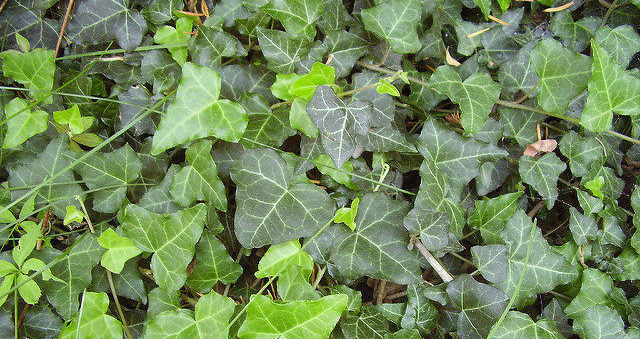 Stop the Spread of English Ivy