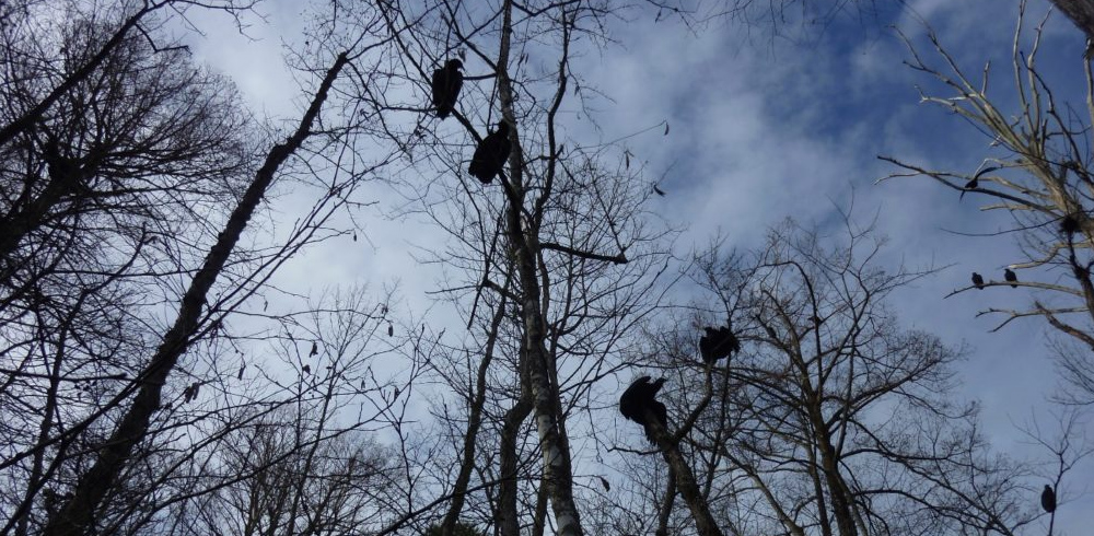 Vultures: Nature’s Cleanup Crew