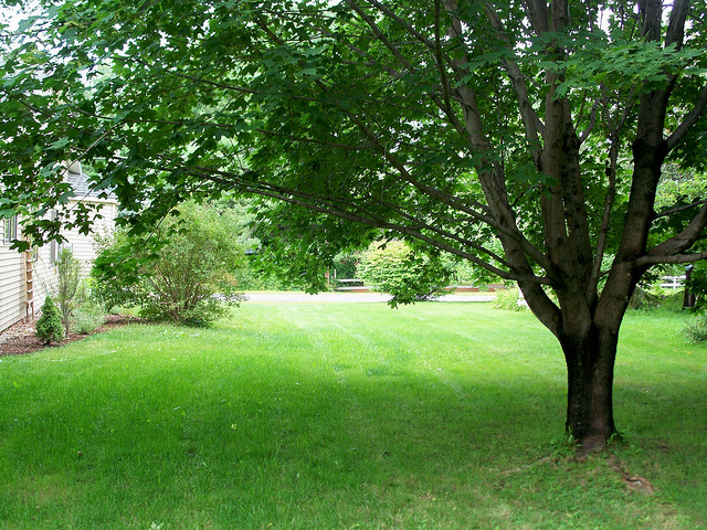 Typical yard with lawn and shade tree