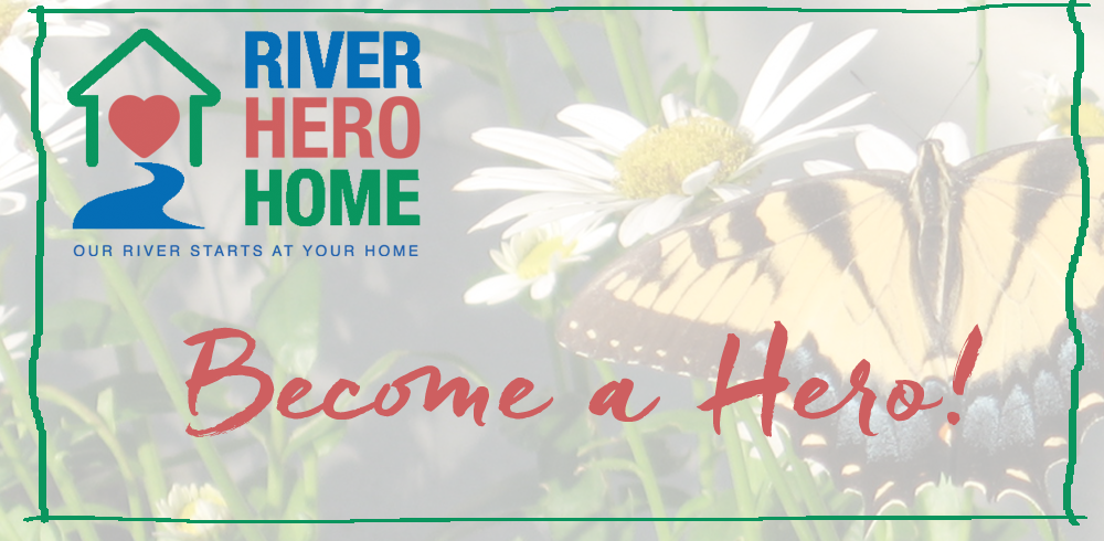 Become a Hero! Plant Native Plants in your Yard!