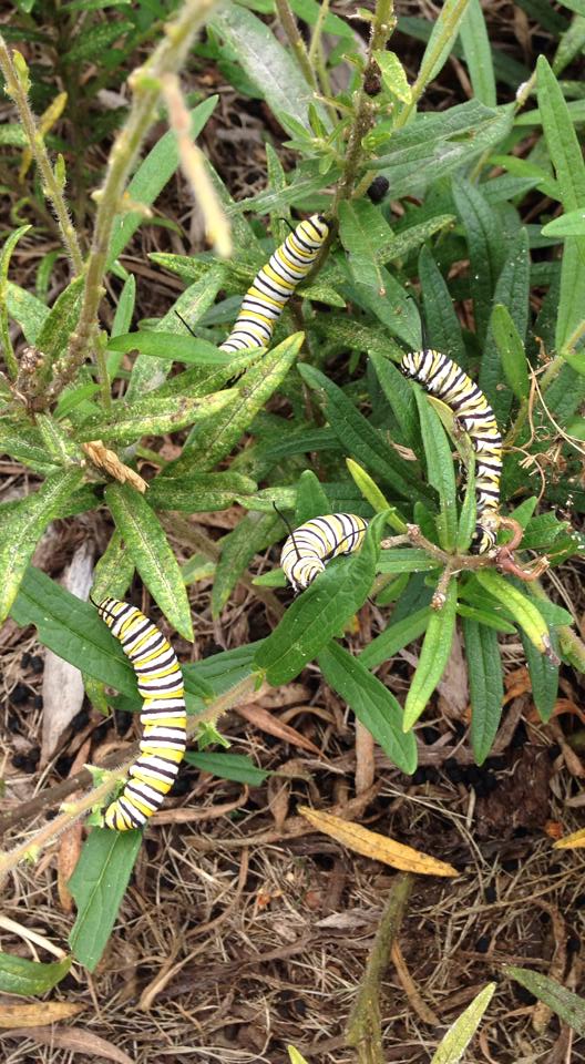 Monarch caterpillars munching on Butterflyweed