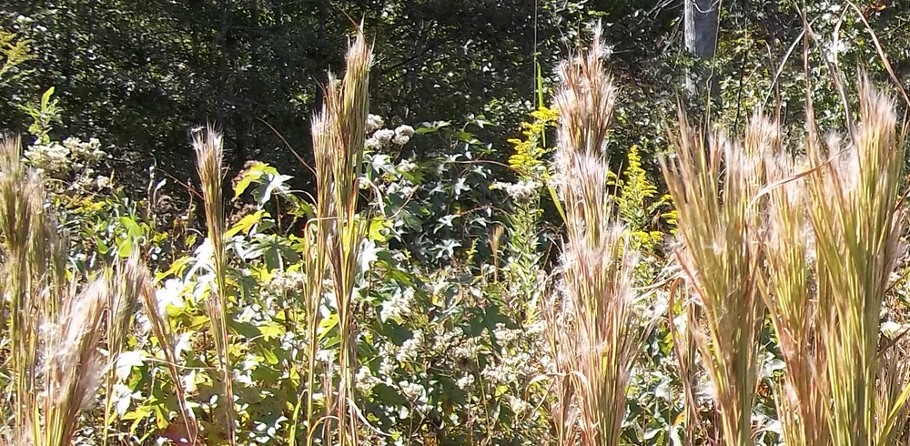 Native Plant Nursery Highlight: Reedy Creek Environmental