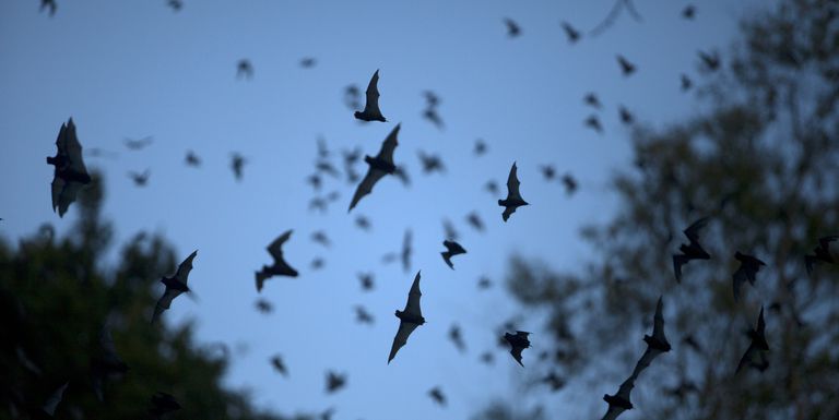 Beneficial Bats in the Backyard