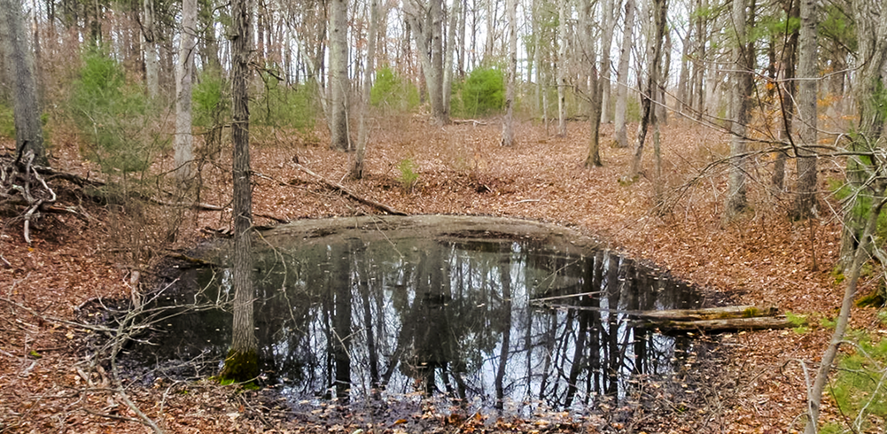 April Conservation Tips: Vernal Pools