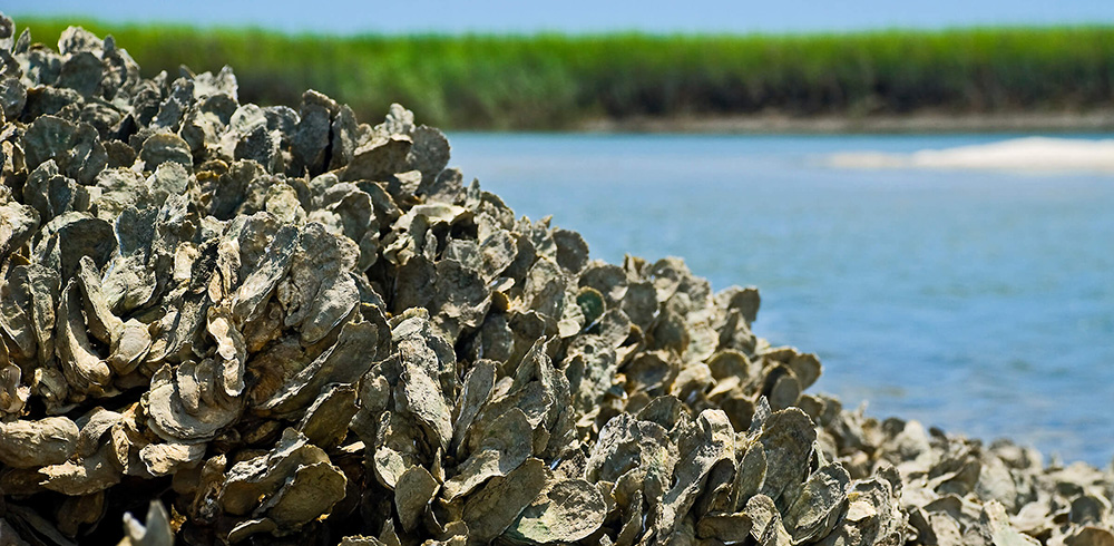 From the Marsh: Eastern Oysters
