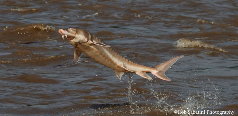 Sturgeon on the Rise – How to Spot and Report an Atlantic Sturgeon Breach