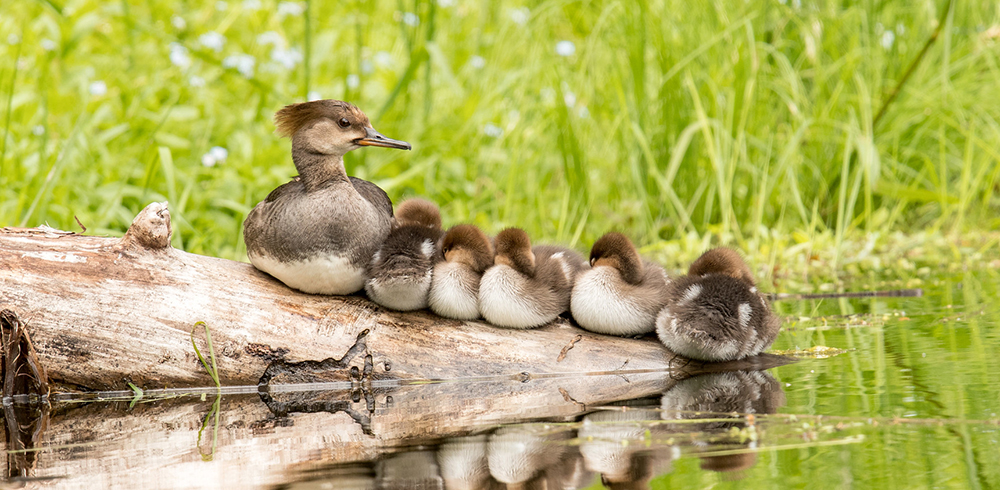From the Marsh: Ducks!