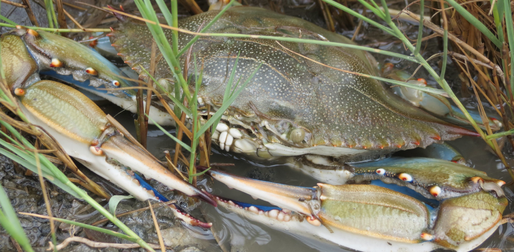From the Marsh: Blue Crabs