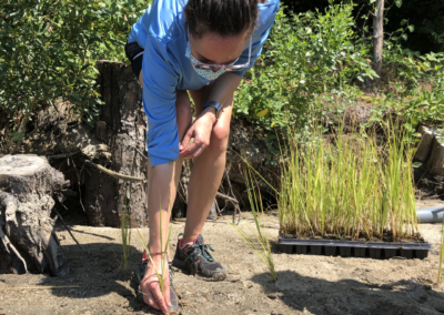 Marsh Stewards learn about the importance of living shorelines.