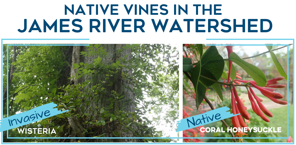 Native Vines in the James River Watershed