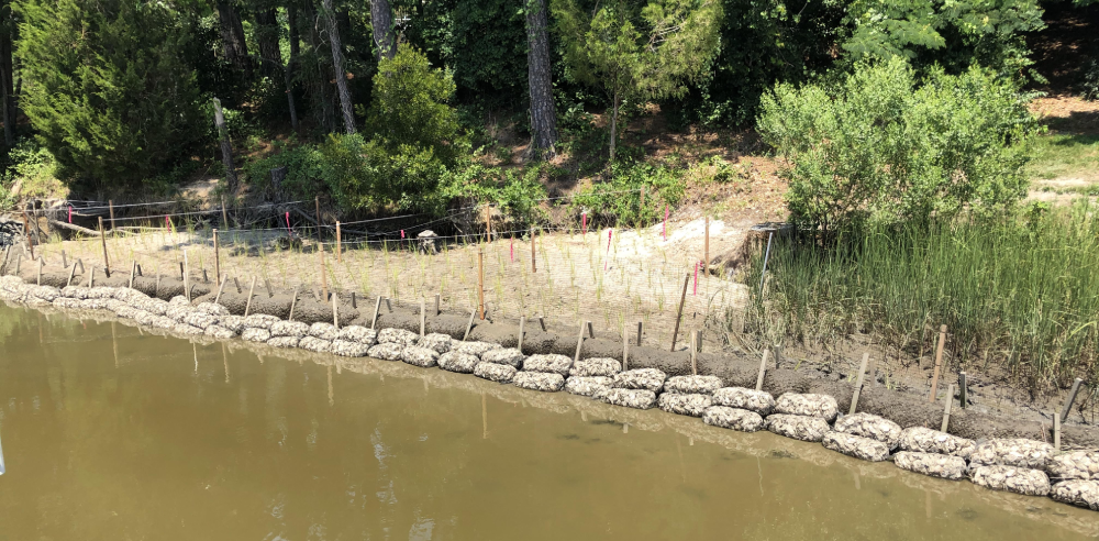 From the Marsh: Living Shoreline Edition