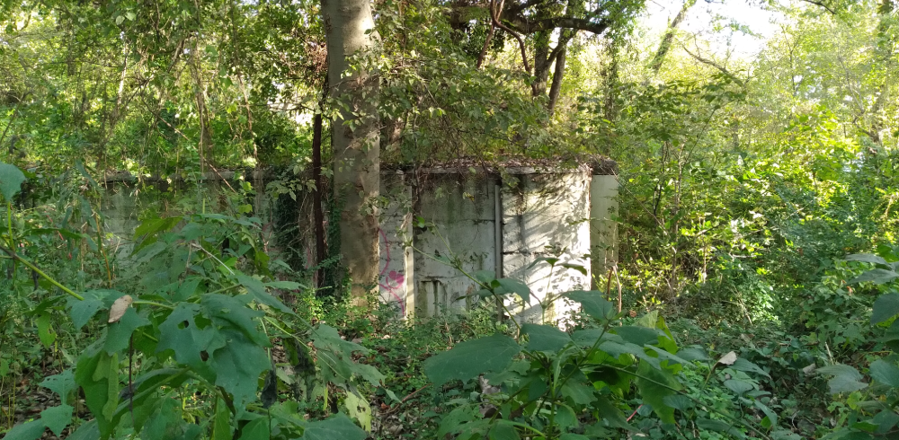 Restoring Chapel Island: Uncovering History and Restoring Habitat along the James River