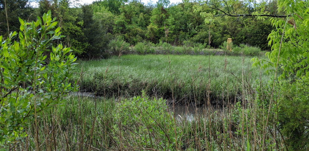 From the Marsh: Highway to Stormwater