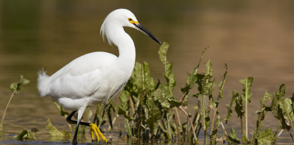 From the Marsh: Snowy Egret