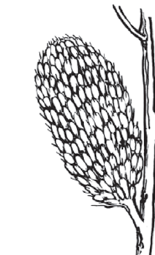 James River Buffers: Riparian forests – trees that move by wind and