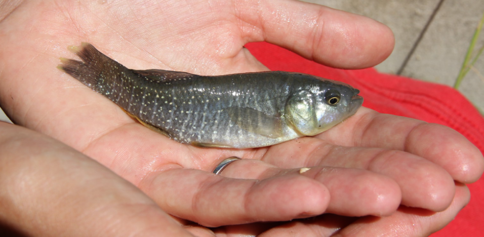 Photo inspiration: Mummichog As A Snake Food Source Reference: From The Marsh Meet The Mummichog