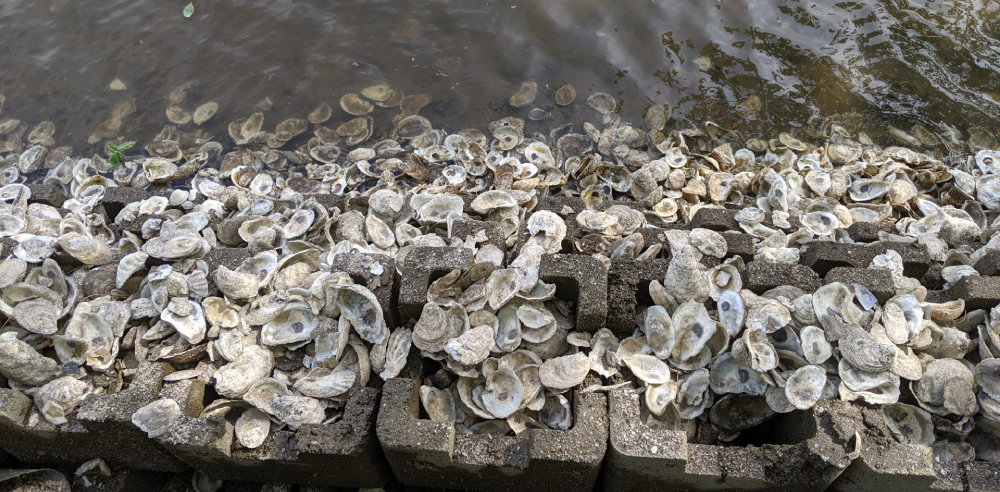 From the Marsh: Oysters