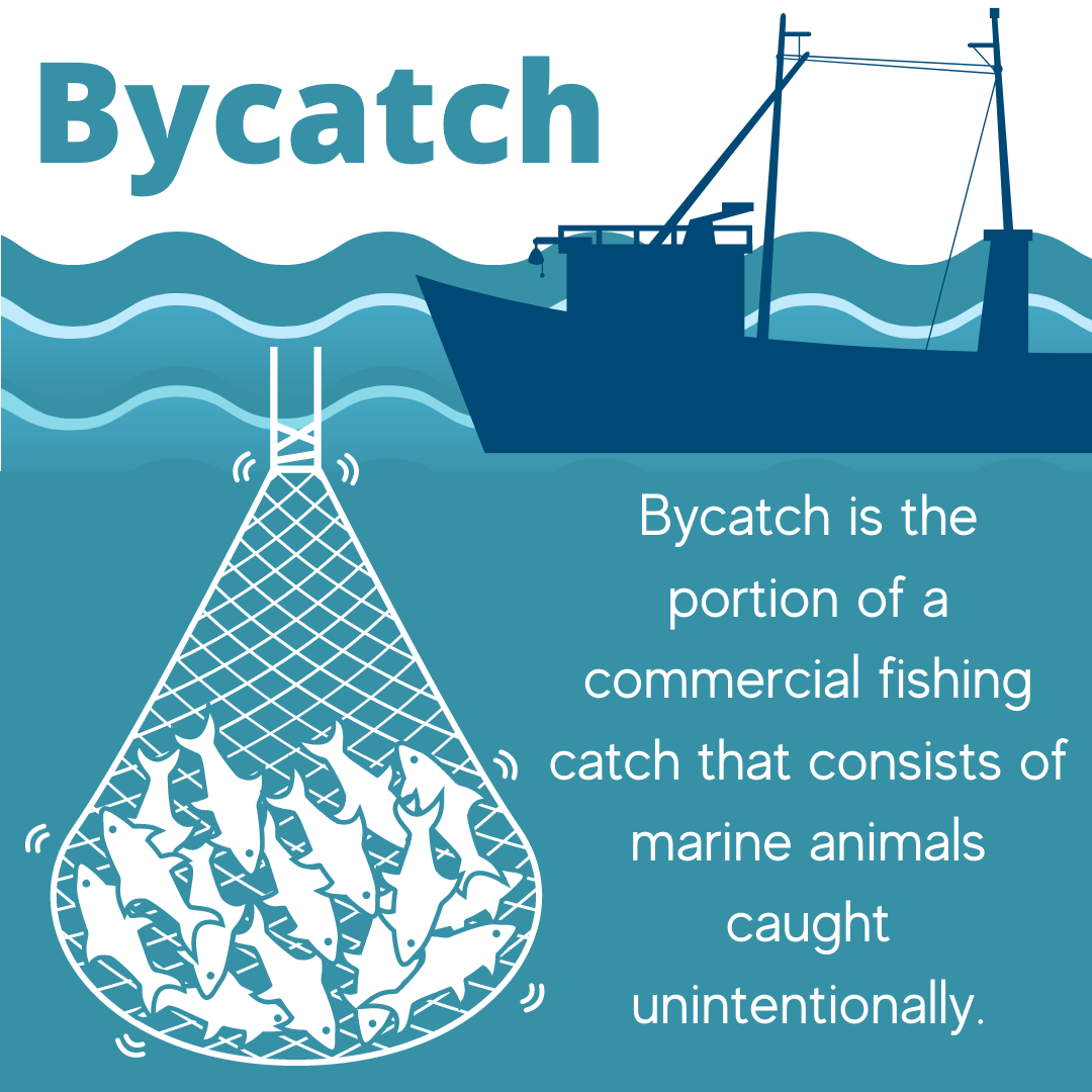 Shad and Bycatch