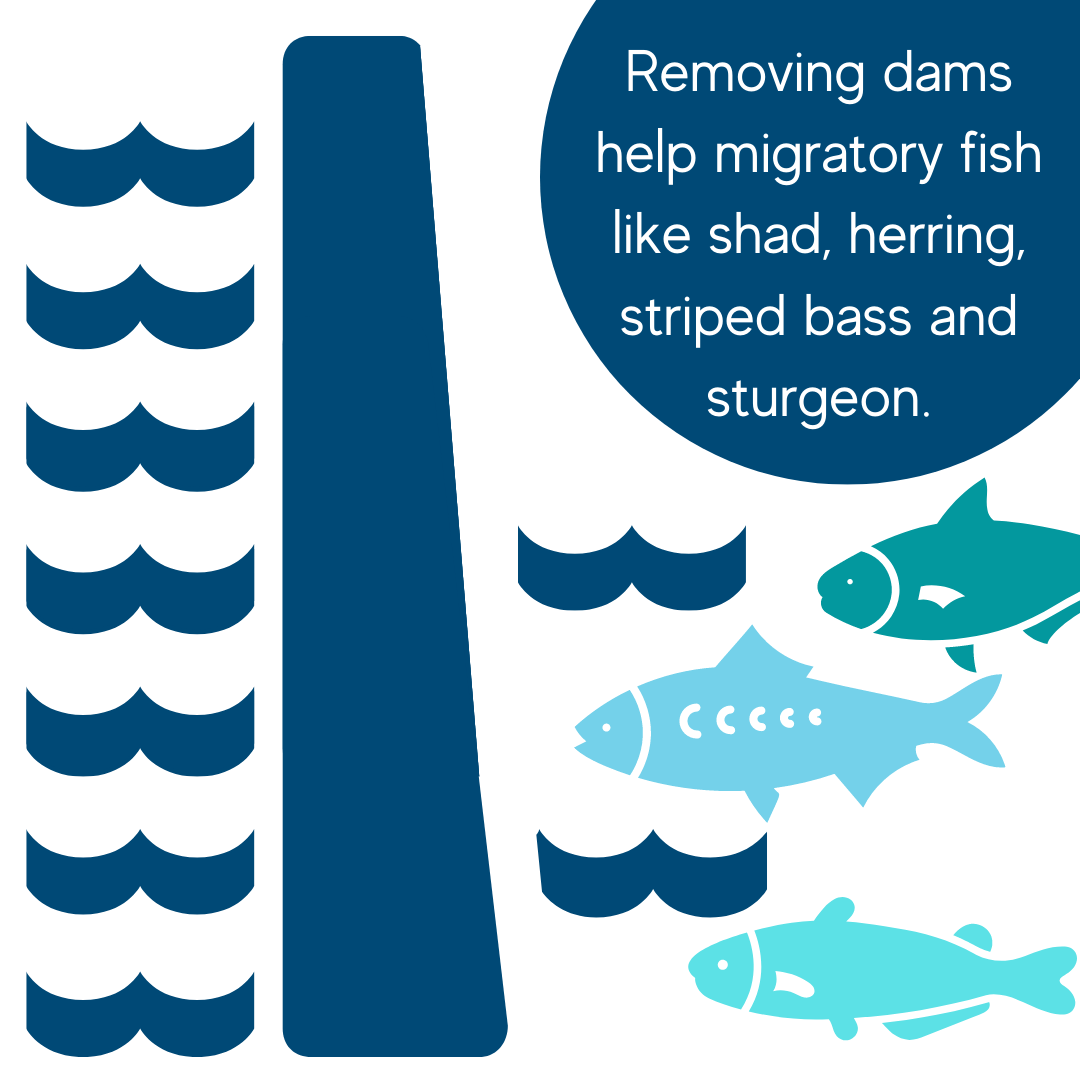 Remove Dams to improve our waterways