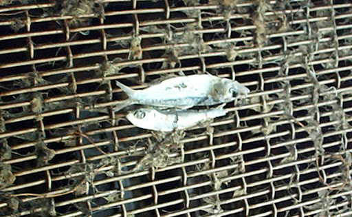 Fish Caught in Water Intake Screens
