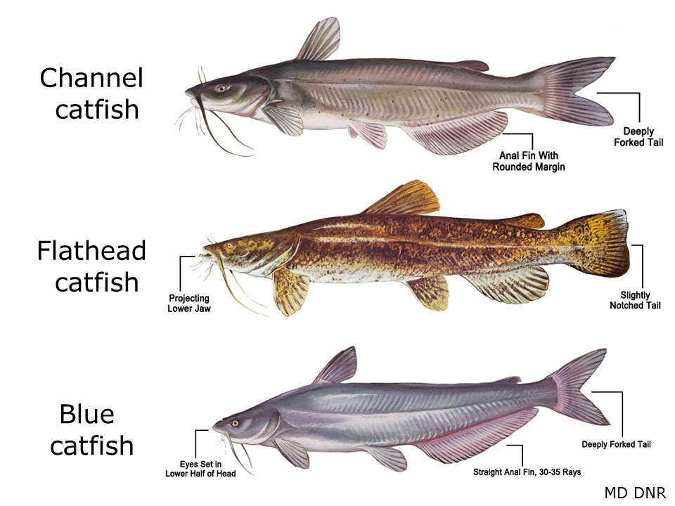Non Native Cat fish of the James River