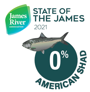 American Shad population in the James River