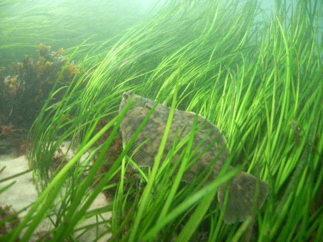 Flounder in Eel Grass - NOAA