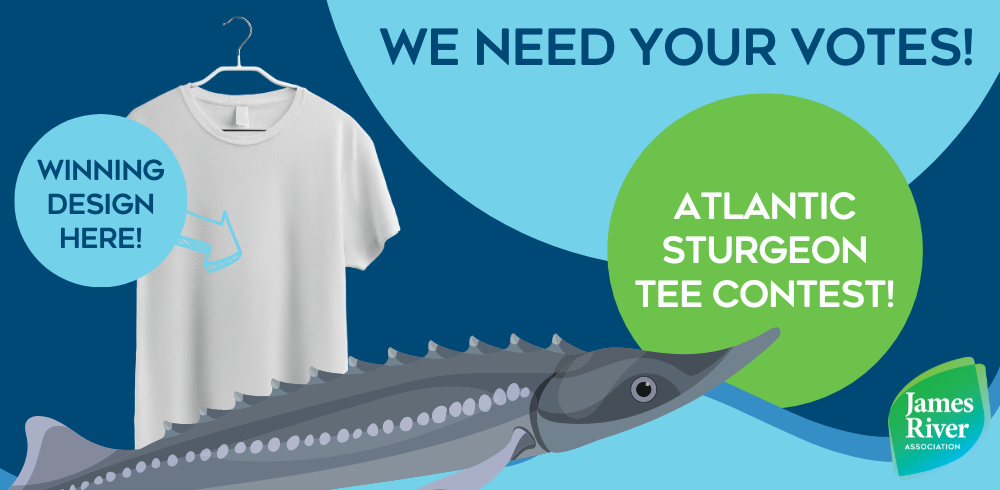 2023 Great Return of the Atlantic Sturgeon  t-shirt design voting now open!