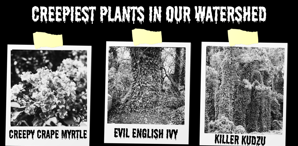 Creepiest Plants in our Watershed