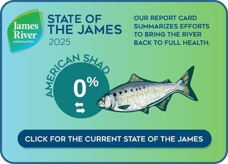 American Shad population in the James River