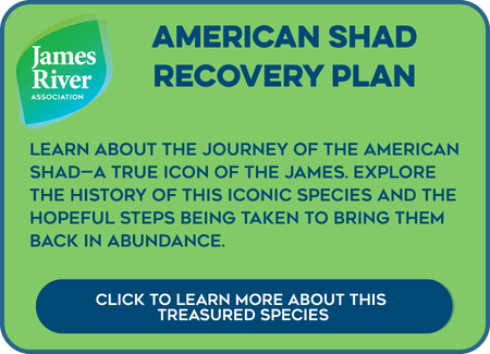 American Shad Recovery Button Learn more about our efforts to bring back American Shad to the James River.