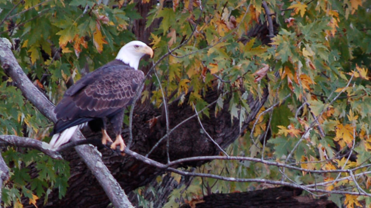 Patti Jackson JRA's first Executive Director