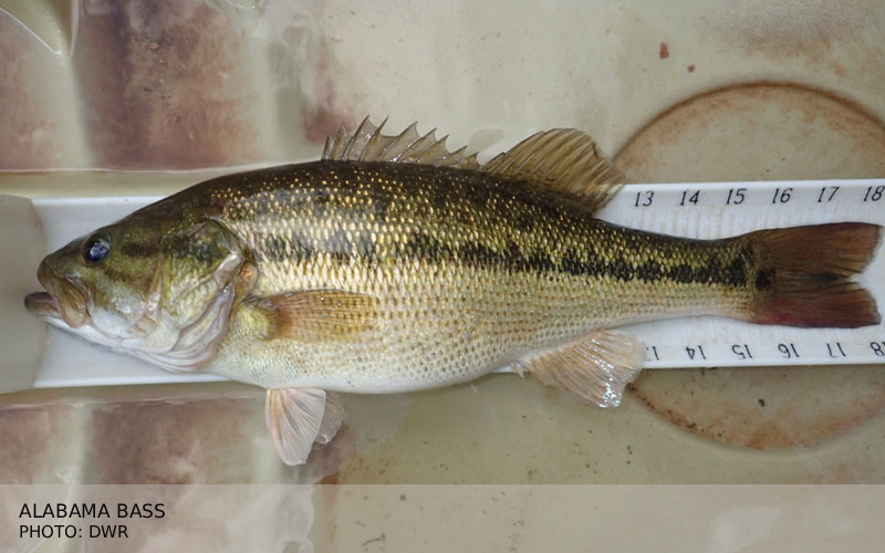 ALABAMA BASS-DWR Snapping Turtle