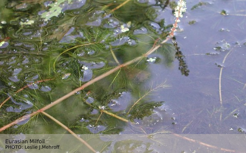 Eurasian Milfoil