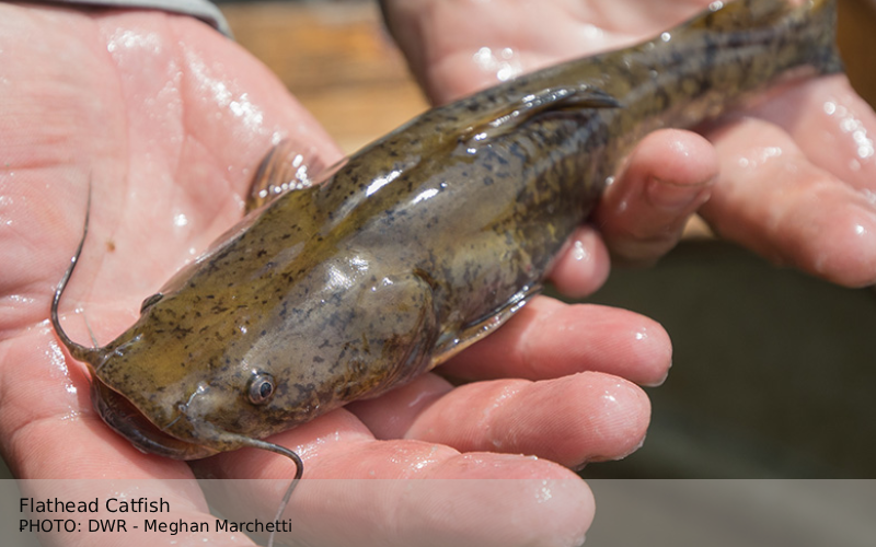 Flathead Catfish - dwr Eastern Painted Turtle