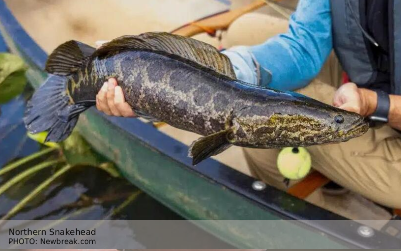 Northern Snakehead Eastern Painted Turtle