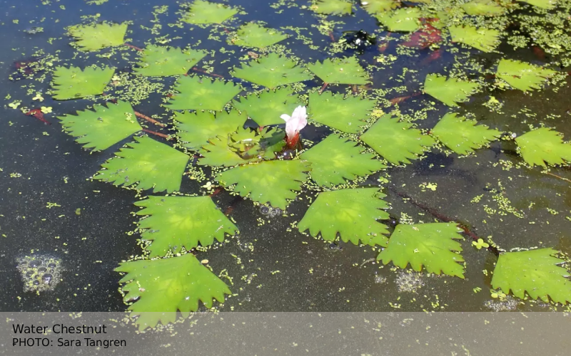 Water Chestnut