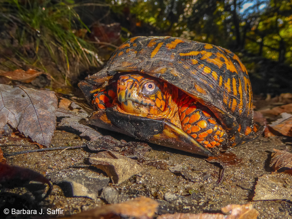 Woodland Box Turtle Eastern Painted Turtle