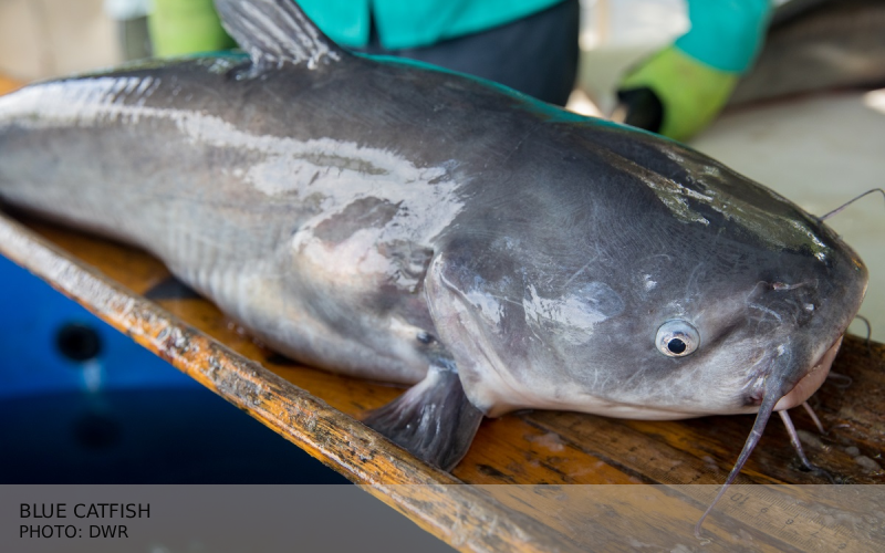 bLUE cATFISH- DWR Eastern Painted Turtle