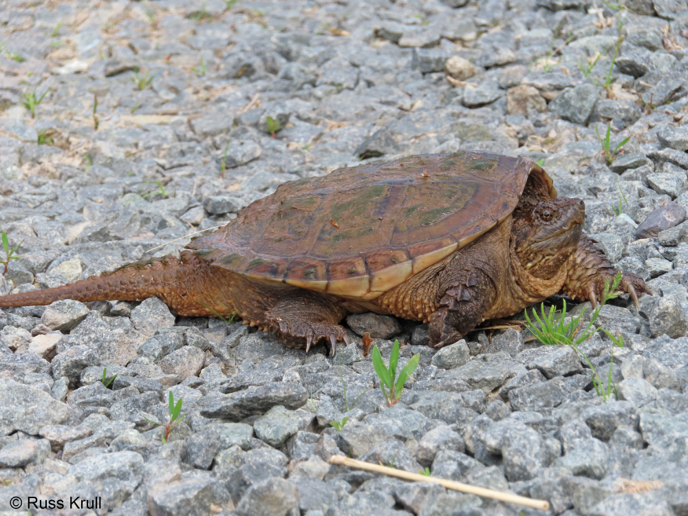 snapping_turtle_fairfax_co_russ_krull Snapping Turtle